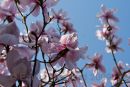 Magnolia